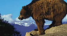 Do Bears Also Eat in the Woods?
