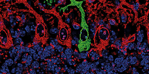 Image of the Month