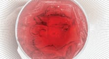 Juicing Up Food Fraud Detection