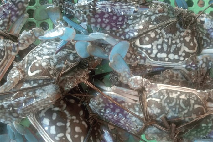 Crustacean Creations