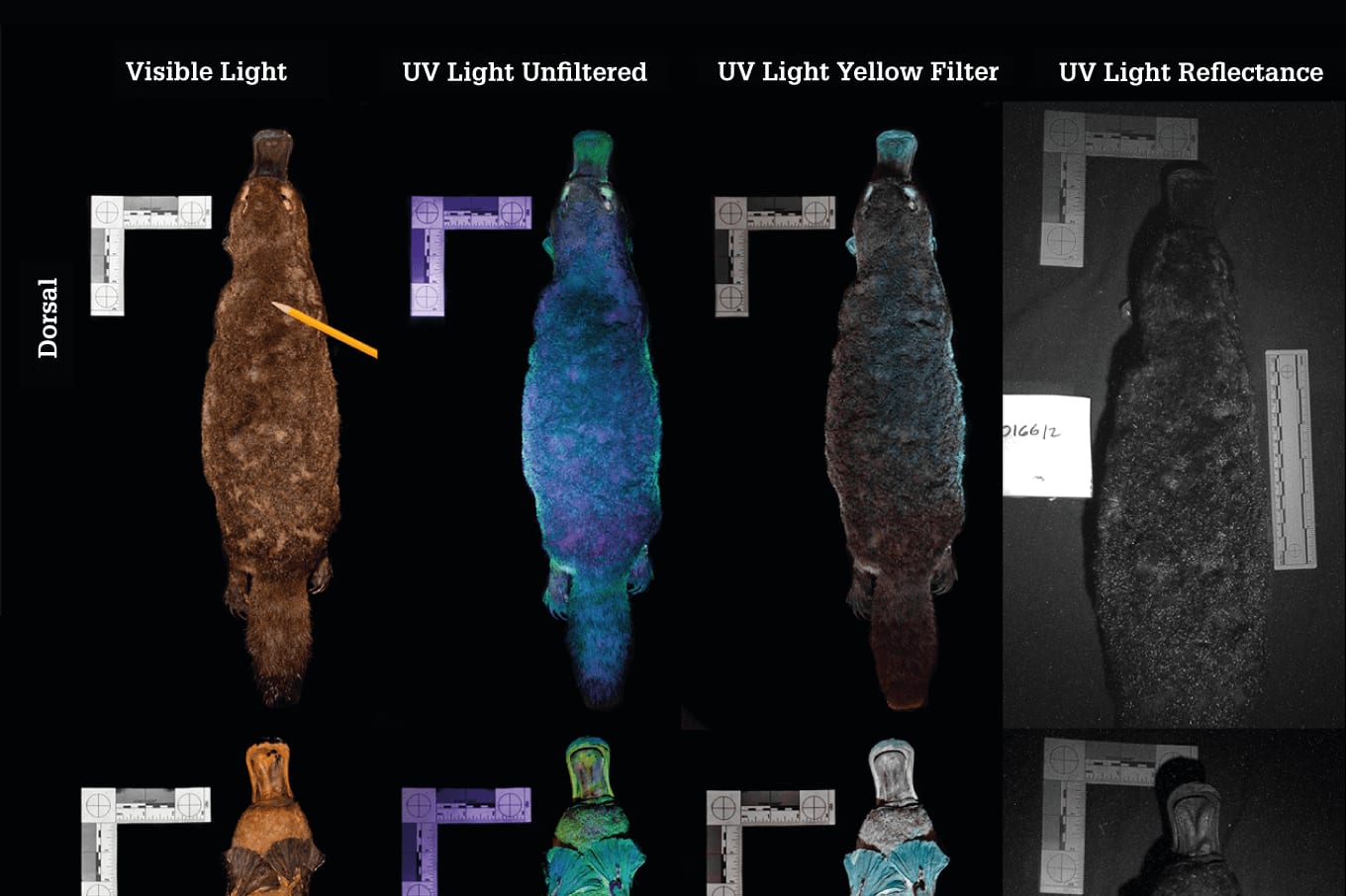 Image of the Month: Perplexing Platypus