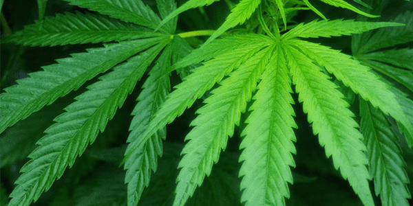 Embracing the Medical Potential of Cannabinoids