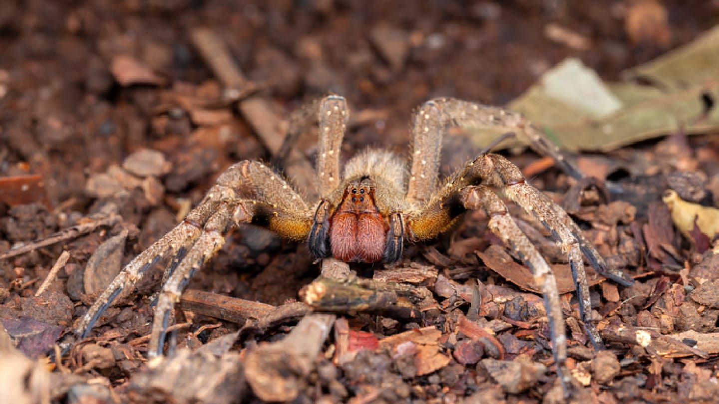  Can a Spider Venom-Inspired Peptide Revolutionize Sexual Dysfunction Medicine?