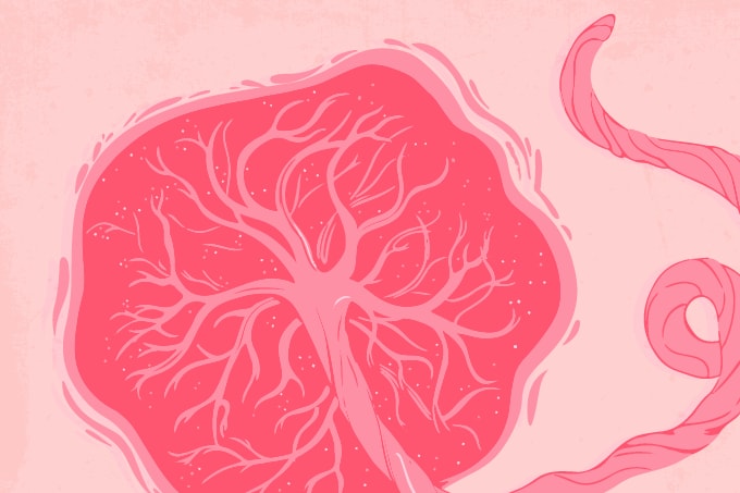 Exploring Placenta-Derived Stem Cell Therapy