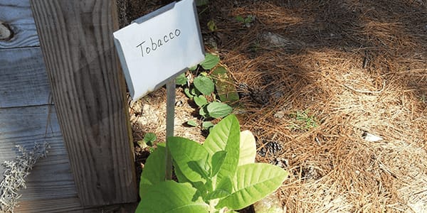 Plants: the New Medicine Makers?