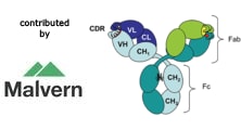 Contribution of variable domains to the stability of humanized IgG1 monoclonal antibodies