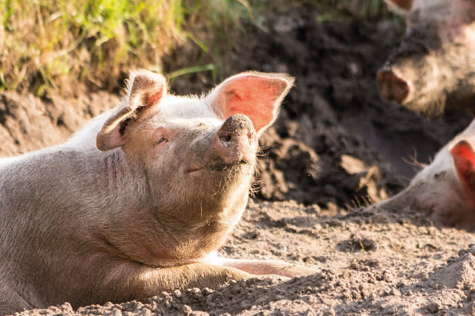 A Whole Hog of Problems