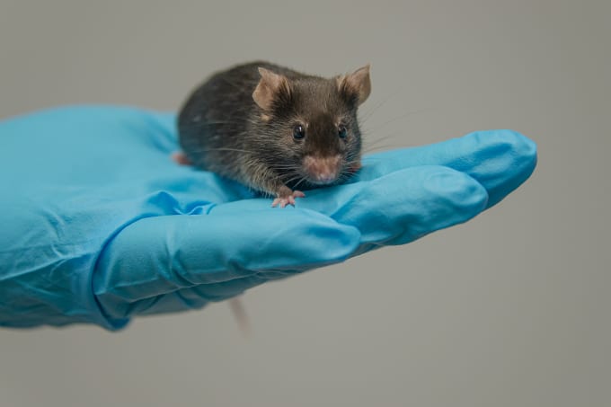 FDA to Phase Out Animal Testing