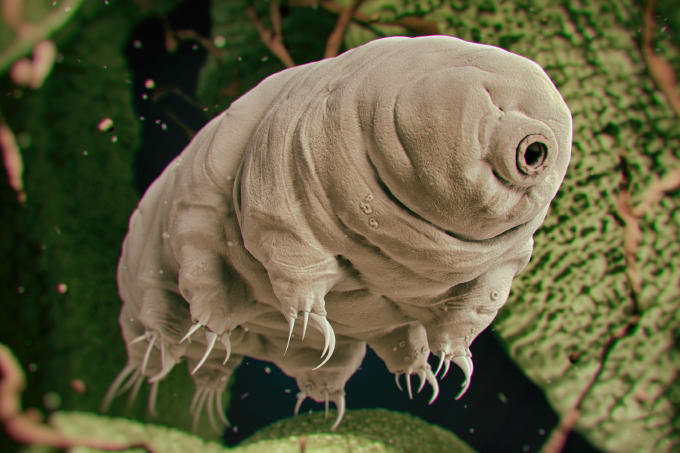 Hail to the Hardy Tardigrade