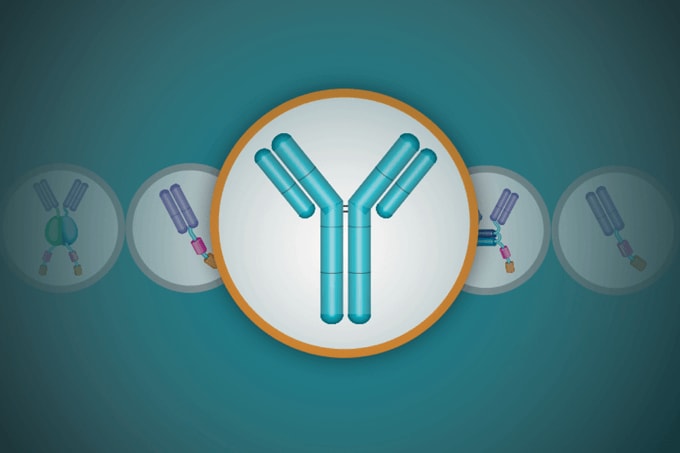 How Custom Antibody Libraries Empower Therapeutic Antibody Bioassays