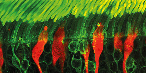 First Glimpses of Foveal Function