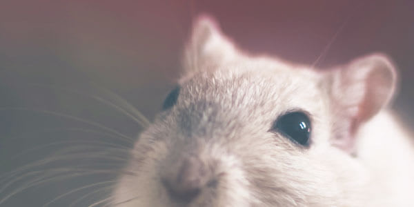 On the KUSp of Neuroprotective Medicine