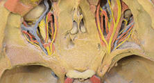 3-D Printed Prosections