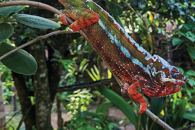 Medical Chameleons (1)