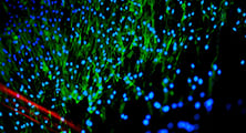 Standardizing Stem Cell Selection
