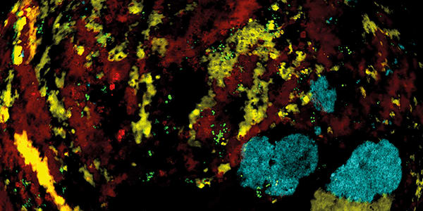 Image of the Month (1)