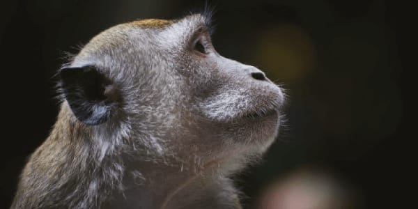 Mouse Versus Monkey