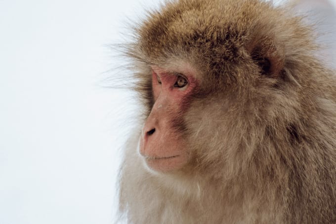 Monkey See?