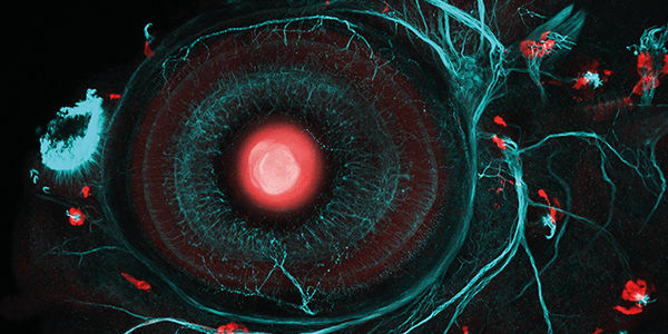 Image of the Month