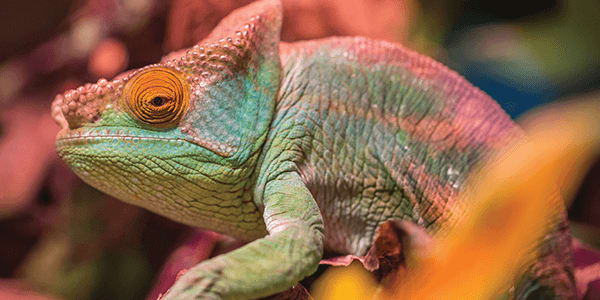 Reflections of a Global Chameleon