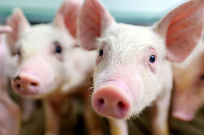 In a Pig’s Eye