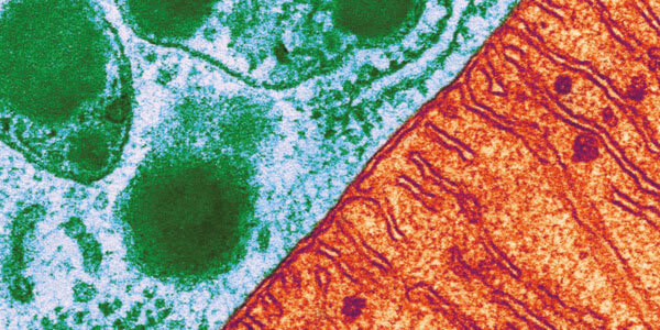 Mature iPSCs and Mitochondrial Mutations