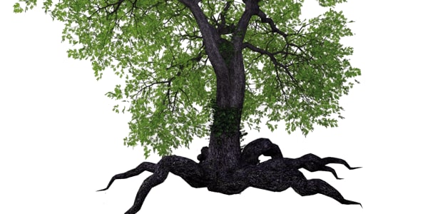 Strong Roots and Continuing to Grow a Different Path