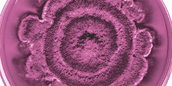 Nature’s Petri Dish