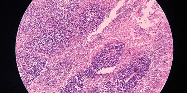 Image of the Month