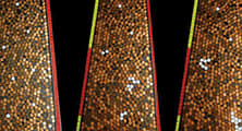 A Penny Pusher Model of Lens Growth