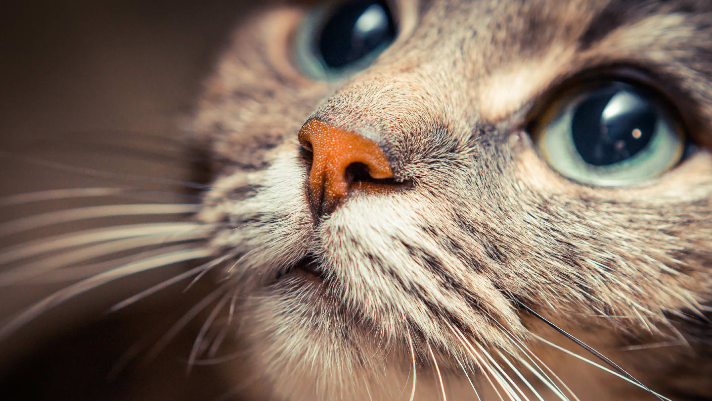 Understanding Feline Corneal Sequestra