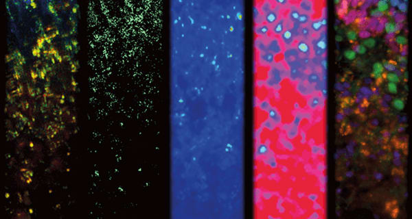 Image of the Month