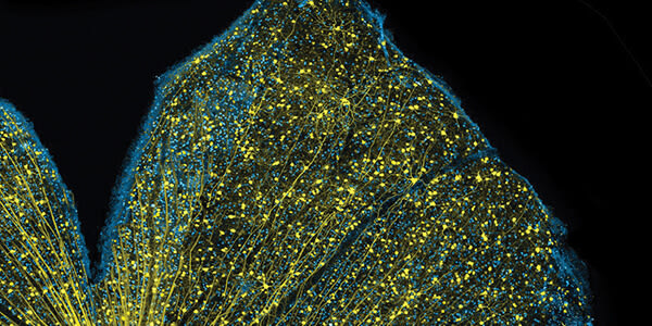 Image of the Month (1)