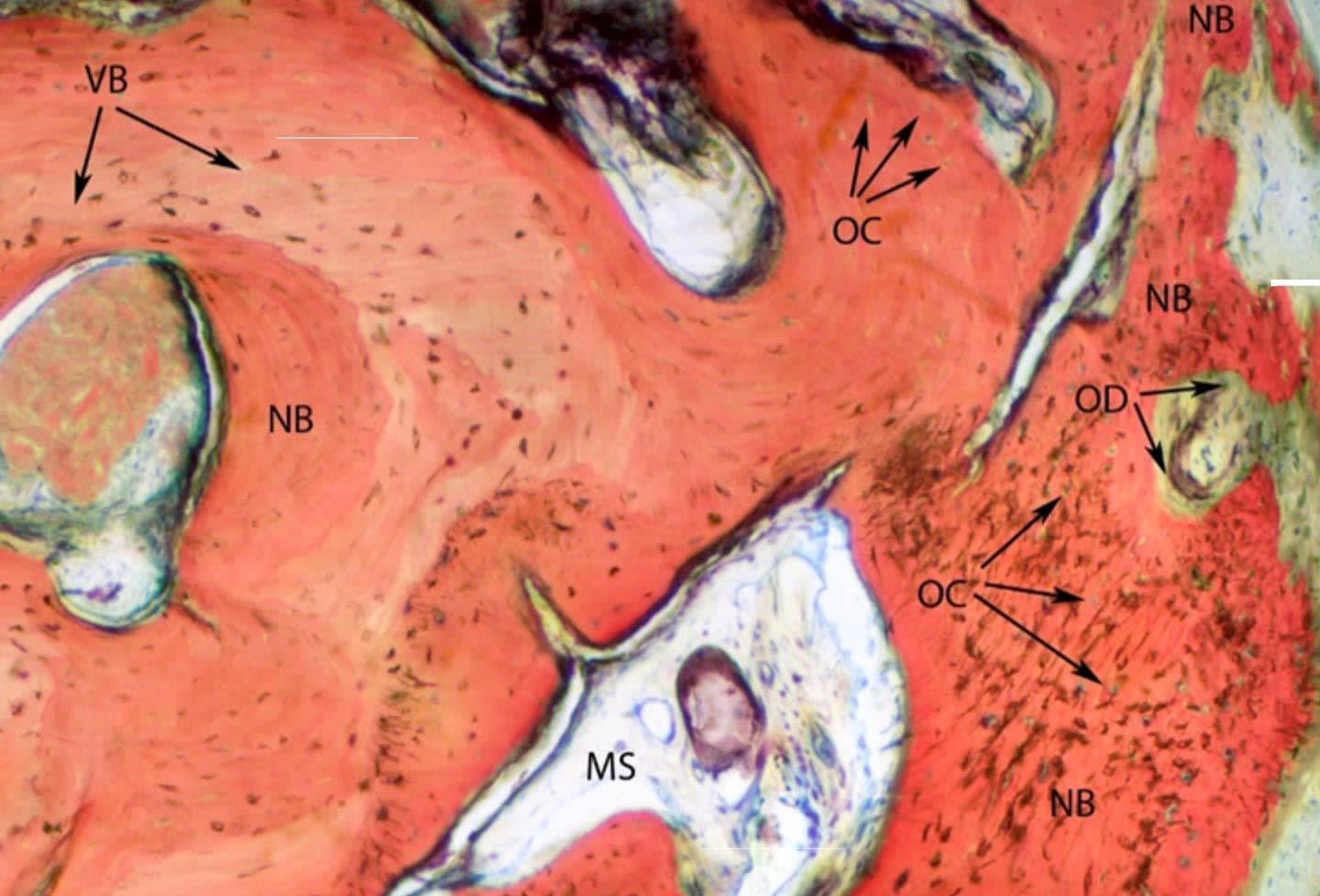 Figure 13