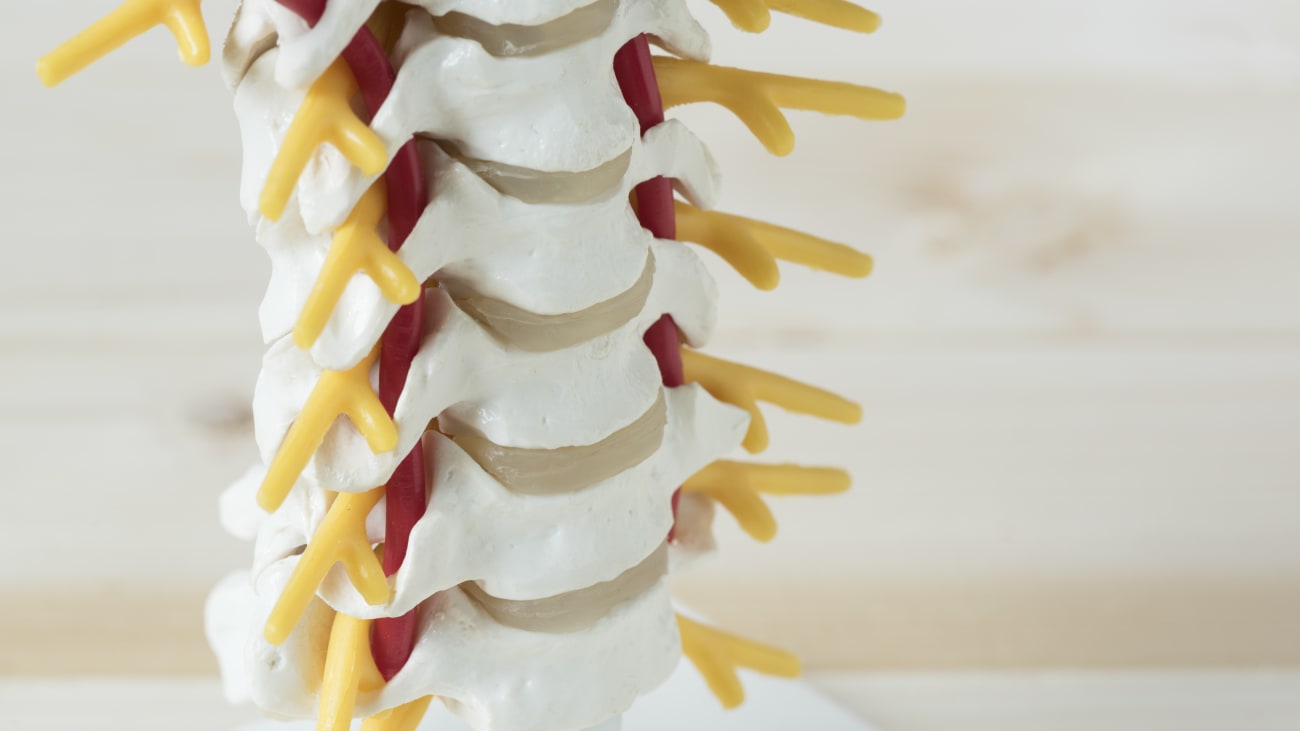 Vertebral Artery Anatomy and Surgery at the Foramen Magnum