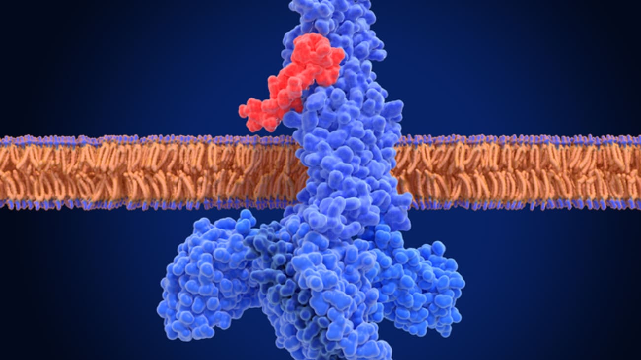 GLP-1 RA Medications and Benign Gynecology