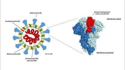 COVID-19 Antibodies Aid Critically Ill Patients