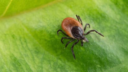 New Scan Technique Reveals Brain Inflammation Associated with Post-Treatment Lyme disease Syndrome