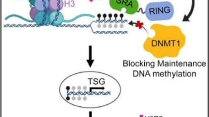 Turning Silenced Cancer Genes Back Into Fighters