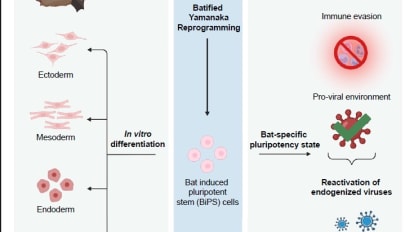 First Stem Cells From a Bat Species Known to Harbor SARS-CoV-2 Could Shed Light on Virus Survival and Molecular Adaptability