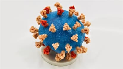 New Receptor “Decoy” Drug Neutralizes COVID-19 Virus and Its Variants