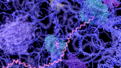 New Findings Alter View of EGFR Signaling in Glioblastoma