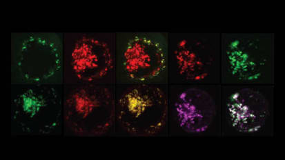 Engineered Receptors Help the Immune System Home in on Cancer