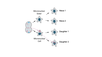 Errant Cell Division Can Lead to Changes in Gene Activity, Study Finds 