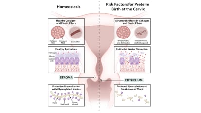 Cervical function in pregnancy and disease: new insights from single-cell analysis