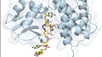 Molecular Tripwires and Sponges Evolved in Bacterial Struggle for Survival