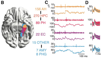 Flexible Assemblies of Nerve Cells Key to Episodic Memory