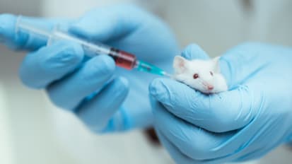 Researchers at Phoenix Children’s First in the World to Produce Mouse Lungs in Rats