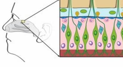 Stem Cells With ‘Dual Identity’ Linked to Loss of Smell From Sinus Inflammation