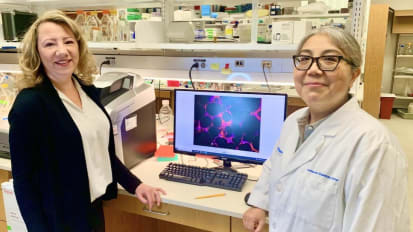 Stimulating fat cells with GIP receptor has potential to treat obesity